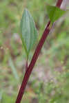 Groovestem Indian plantain